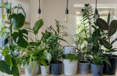 Rastliny sú pľúca zeme – ktoré pestovať v byte?